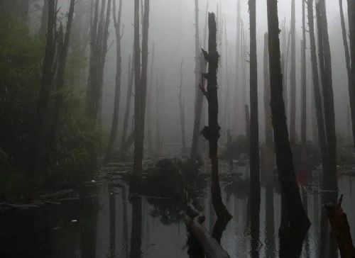 آموزش طراحی گوزن درخشان در فتوشاپ